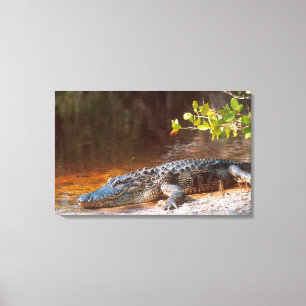 Nahaufnahme eines Mississippi-Alligators im J.N. Leinwanddruck