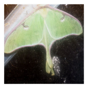 Nahaufnahme eines Mondmotte Poster