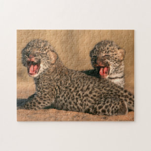 Nahaufnahme eines neugeborenen Leoparden (Panthera