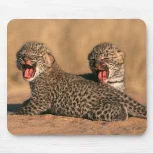 Nahaufnahme eines neugeborenen Leoparden (Panthera Mousepad