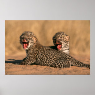 Nahaufnahme eines neugeborenen Leoparden (Panthera Poster