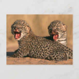 Nahaufnahme eines neugeborenen Leoparden (Panthera Postkarte
