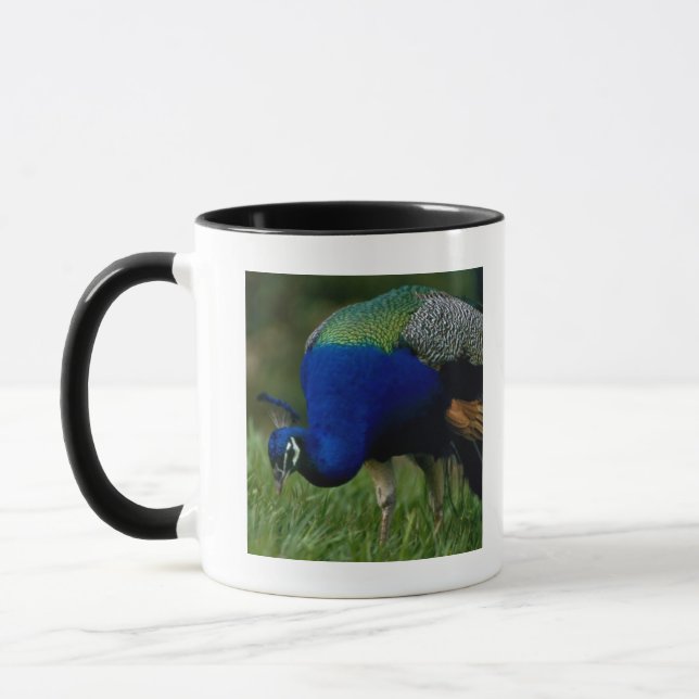Nahaufnahme eines Pfaus Tasse (Links)