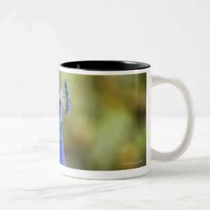Nahaufnahme eines Pfaus Zweifarbige Tasse