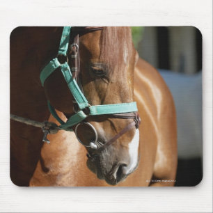 Nahaufnahme eines Pferds 4 Mousepad