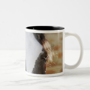 Nahaufnahme eines Pferds gebunden in einem Stall Zweifarbige Tasse