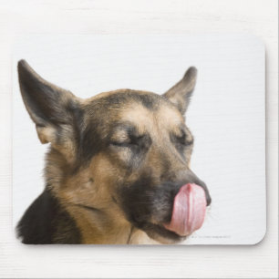 Nahaufnahme eines Schäferhunds, der seine Nase Mousepad