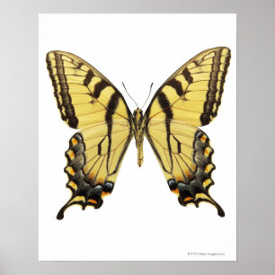 Nahaufnahme eines Schmetterlinges 2 Poster