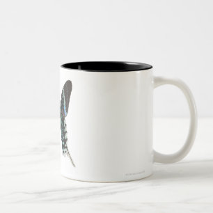 Nahaufnahme eines Schmetterlinges Zweifarbige Tasse