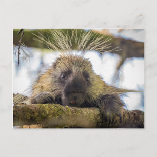 Nahaufnahme eines Stachelschweins in einem Baum Postkarte