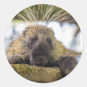 Nahaufnahme eines Stachelschweins in einem Baum Runder Aufkleber