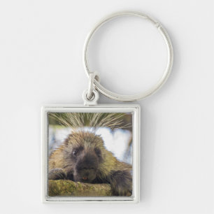 Nahaufnahme eines Stachelschweins in einem Baum Schlüsselanhänger