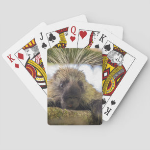 Nahaufnahme eines Stachelschweins in einem Baum Spielkarten