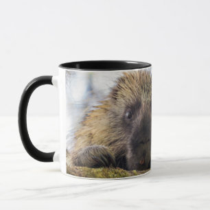 Nahaufnahme eines Stachelschweins in einem Baum Tasse