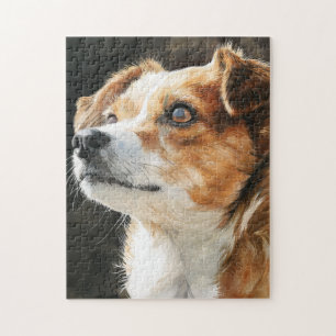 Nahaufnahme eines Terrier-Chihuahua-Mischlingshund