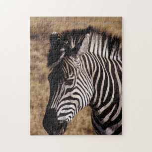 Nahaufnahme eines Zebras - Simbabwe, Afrika