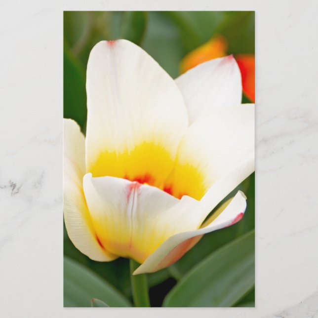Nahaufnahme Foto von Frühlings-Tulpe Briefpapier (Vorderseite)