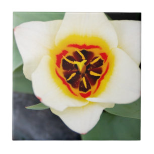 Nahaufnahme Foto von Frühlings-Tulpe Fliese