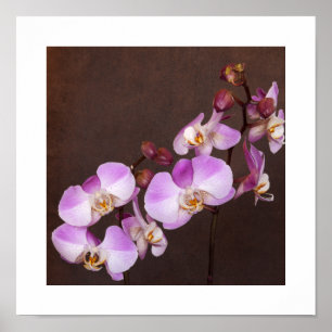Nahaufnahme-Foto von violetter und weißer Orchidee Poster