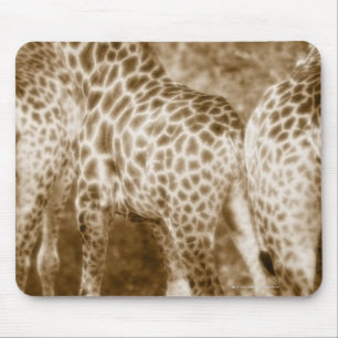 Nahaufnahme Giraffen Kruger Nationalparks Süd Mousepad