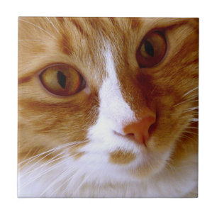 Nahaufnahme Katzenkachel Fliese