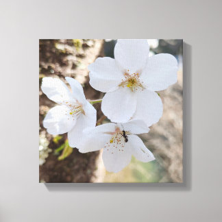Nahaufnahme Kirschblüten-Fotografie Leinwanddruck