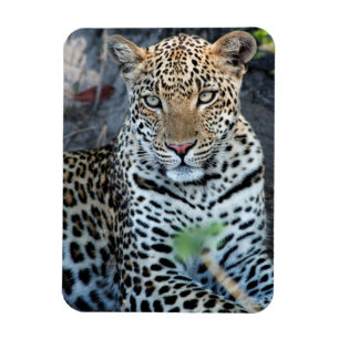 Nahaufnahme Leopardenporträt sitzend Magnet