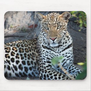 Nahaufnahme Leopardenporträt sitzend Mousepad