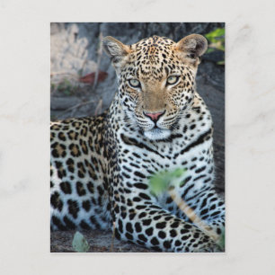 Nahaufnahme Leopardenporträt sitzend Postkarte