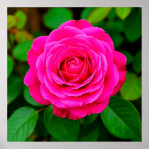 Nahaufnahme Rosa Rose Romantischer Floraler Wandku Poster