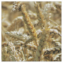 Nahaufnahme-themenorientiertes, getrocknetes Gras