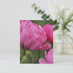 Nahaufnahme Tief Pfingstrose Pink Ranunculus Postkarte