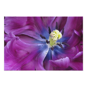 Nahaufnahme Tulpe, Keukenhof-Gärten, Lisse, 2 Fotodruck