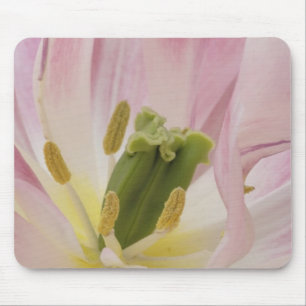 Nahaufnahme Tulpe, Keukenhof-Gärten, Lisse, Mousepad