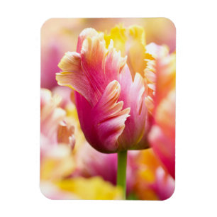 Nahaufnahme-Tulpen Magnet