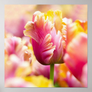 Nahaufnahme-Tulpen Poster