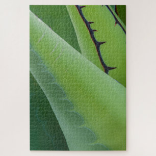 Nahaufnahme von Agave