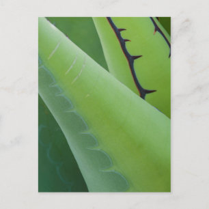 Nahaufnahme von Agave Postkarte