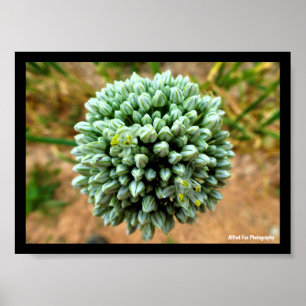 Nahaufnahme von Allium, Wilde Zwiebelblüte Poster