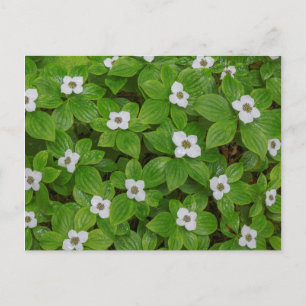 Nahaufnahme von Cornus canadensis mit weißen Blüte Postkarte