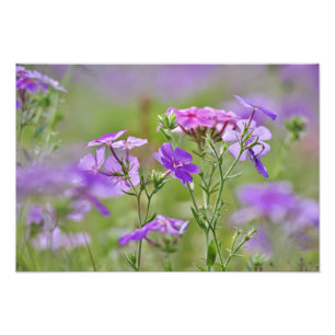 Nahaufnahme von Drummond-Phlox, Phlox drummondi, 2 Fotodruck