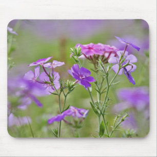 Nahaufnahme von Drummond-Phlox, Phlox drummondi, 2 Mousepad