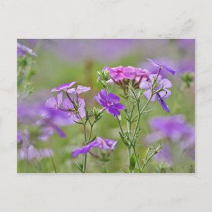Nahaufnahme von Drummond-Phlox, Phlox drummondi, 2 Postkarte