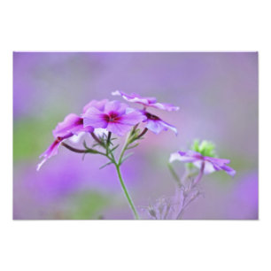 Nahaufnahme von Drummond Phlox, Phlox drummondi, Fotodruck
