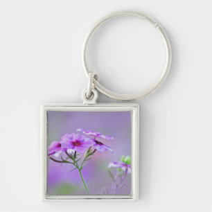 Nahaufnahme von Drummond-Phlox, Phlox drummondi, Schlüsselanhänger