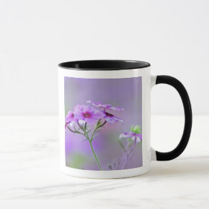 Nahaufnahme von Drummond-Phlox, Phlox drummondi, Tasse