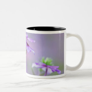 Nahaufnahme von Drummond-Phlox, Phlox drummondi, Zweifarbige Tasse
