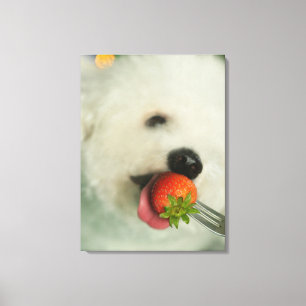 Nahaufnahme von einem Bichon Frise, der eine Leinwanddruck