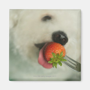 Nahaufnahme von einem Bichon Frise, der eine Magnet