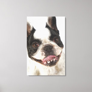 Nahaufnahme von einem Boston Terrier, das heraus Leinwanddruck